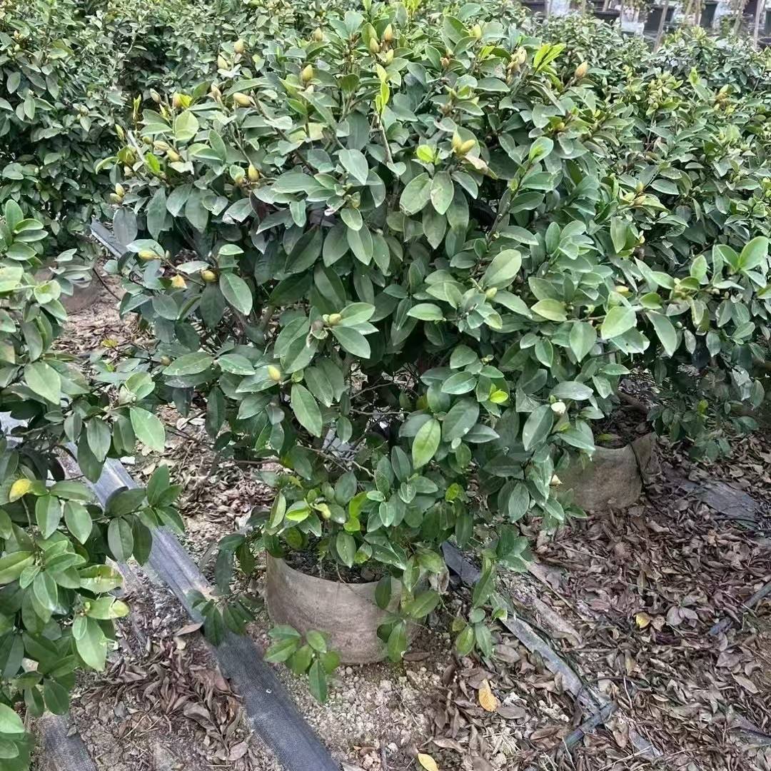 乐昌含笑批发价乐昌含笑苗圃大量批发12-20公分