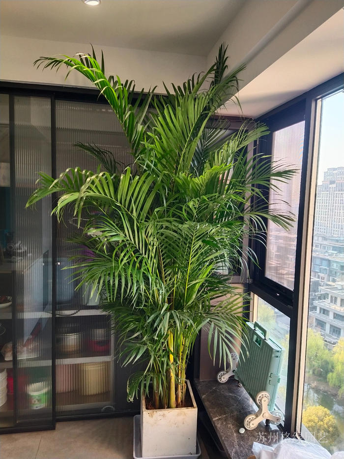 苏州吴中植物租赁苏州吴中绿植租赁苏州吴中租花
