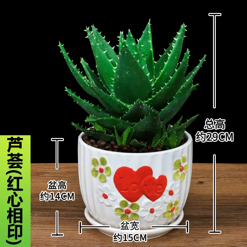 多肉植物芦荟批发雪花城翡翠殿玉狼牙芦荟小盆栽