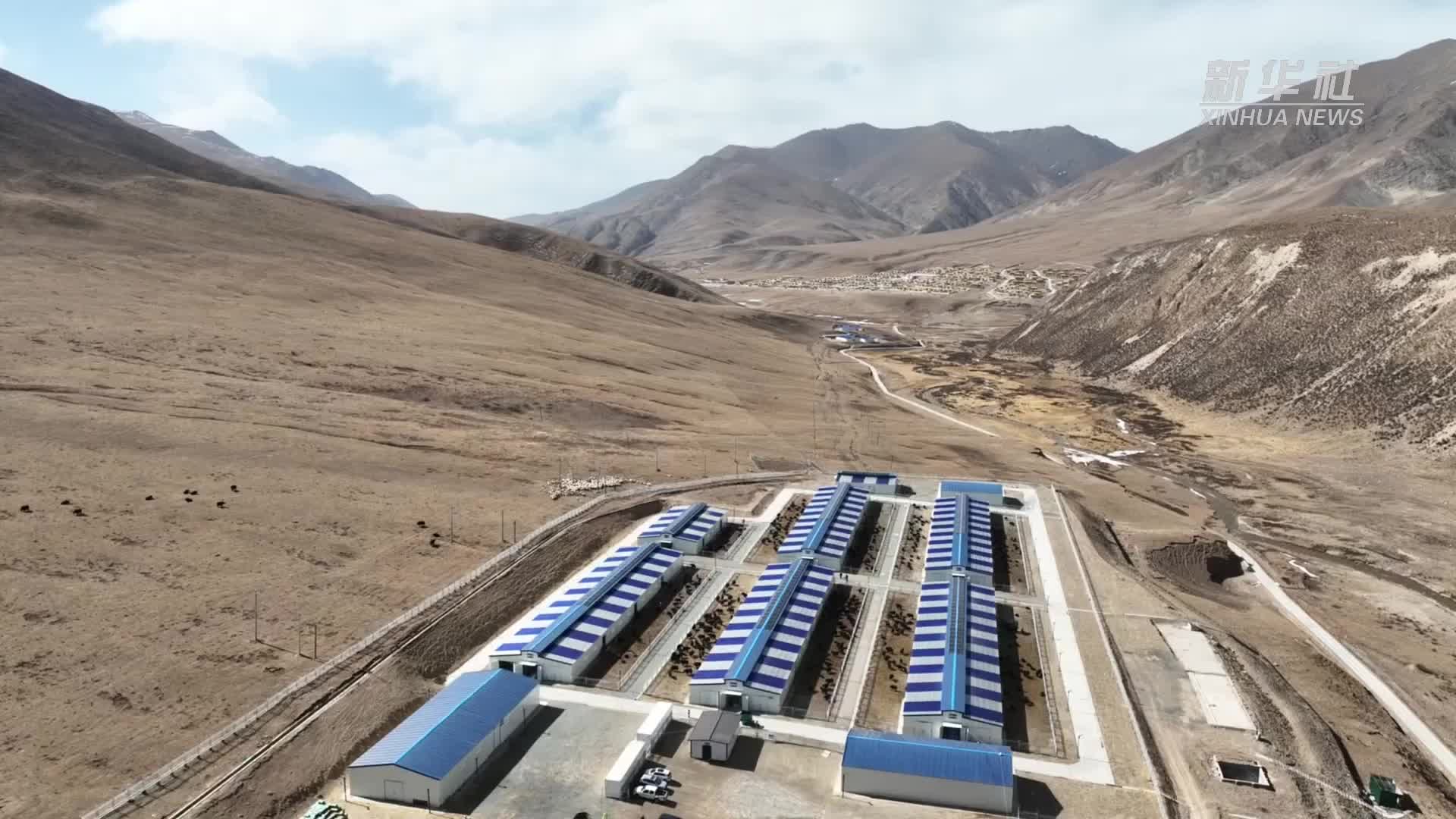 云端牧场:互联网云养殖引领农产品放心消费新风尚