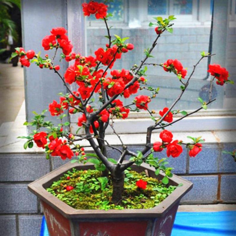 花卉盆栽│日本海棠│海棠花│庭院绿化│海棠之花大花期长