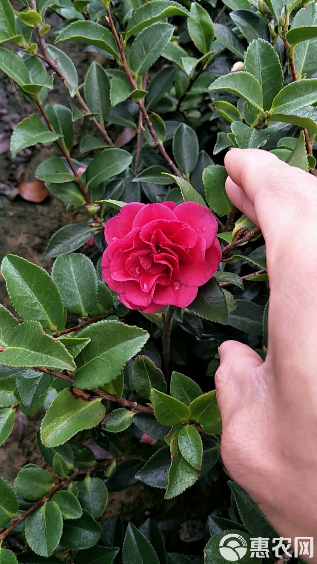 H25-35P25-30茶梅25-30(cm)