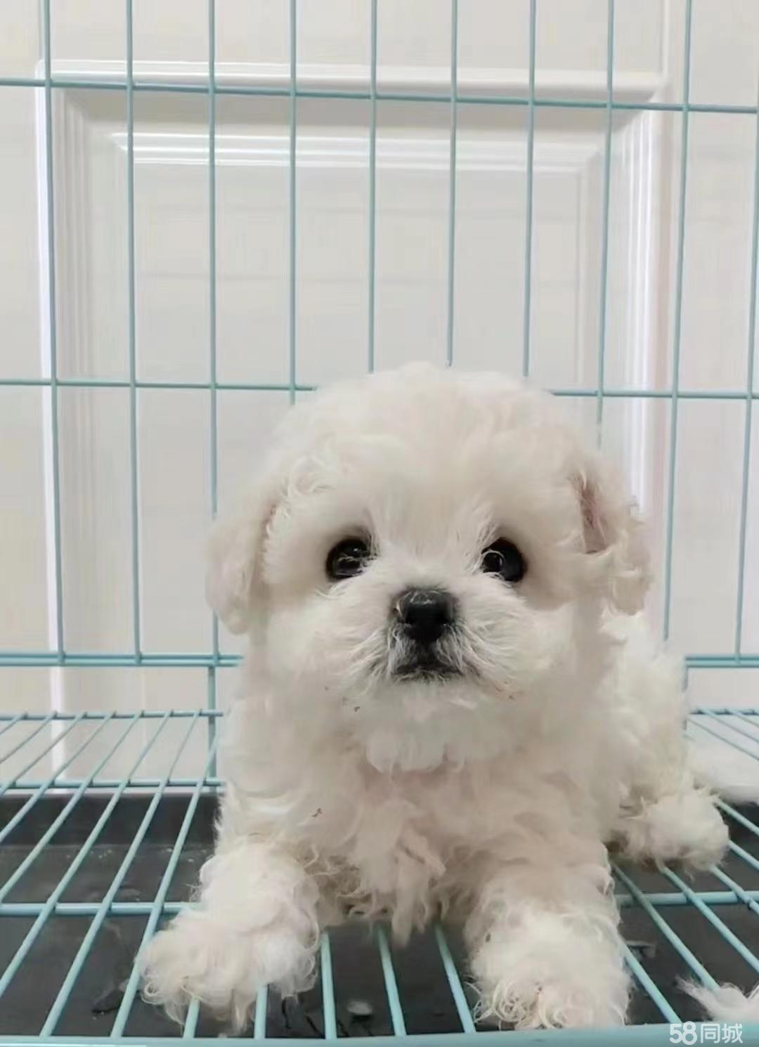 上海【孙氏伟业犬类饲养基地】供应家养比熊宠物狗