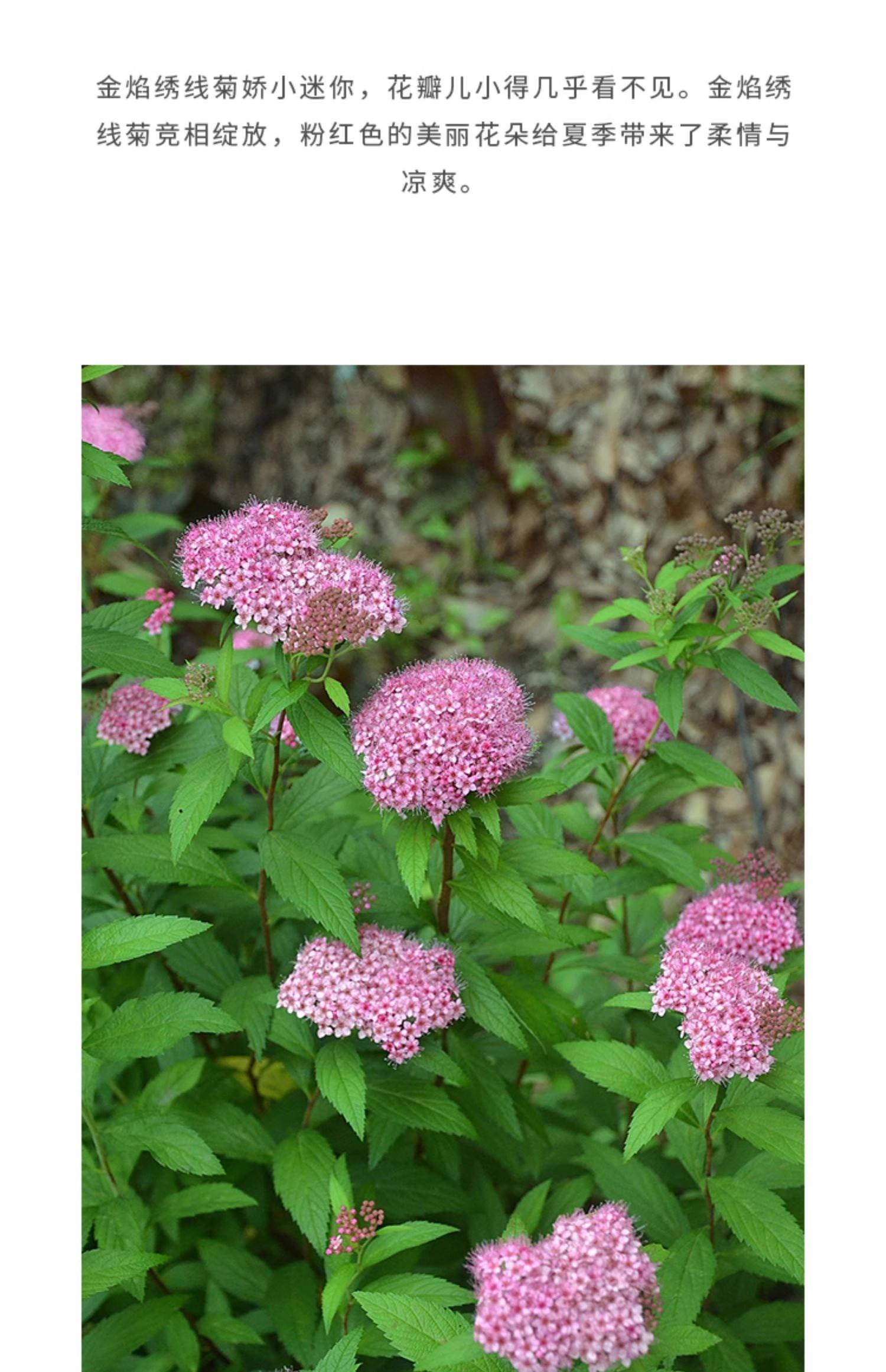 绣线菊金山绣线菊金焰绣线菊青叶绣线菊彩色苗木品种多