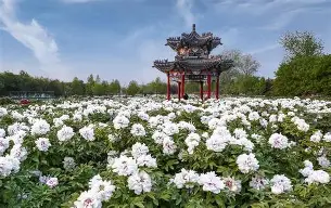 牡丹国际被骗亏损内幕大揭秘也许这些秘密你还不知道