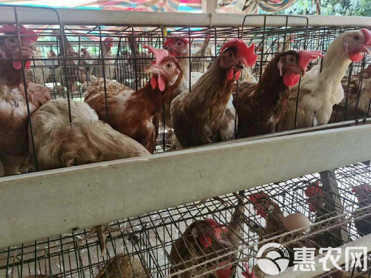 海兰灰蛋鸡图片海兰灰青年鸡图片海兰灰蛋鸡青年鸡介绍