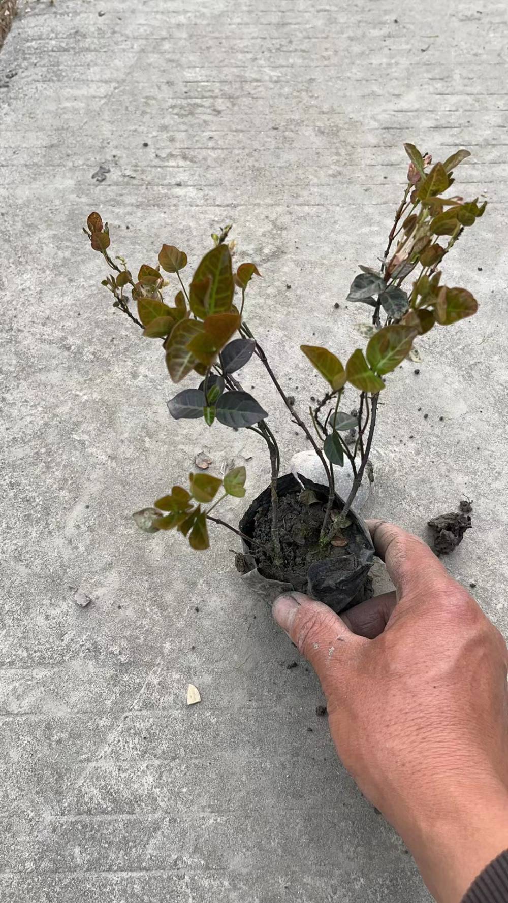 30高花叶络石价格花叶络石批发四川成都花叶络石基地视频