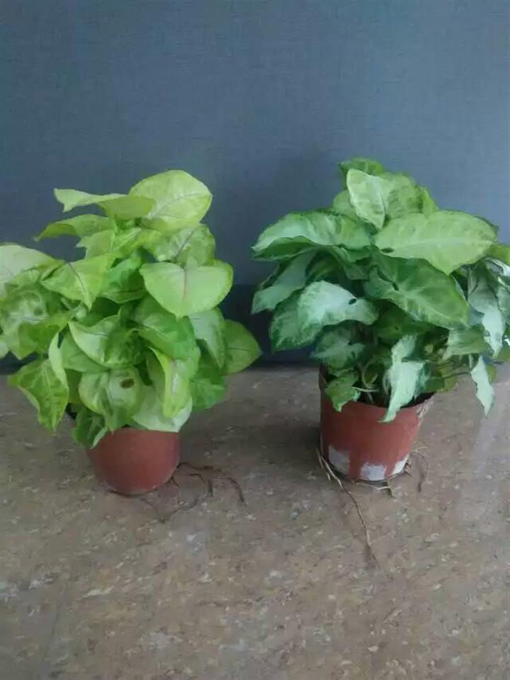 迷你小盆栽绿精灵观叶植物净化空气(A90)黄金童子合果芋