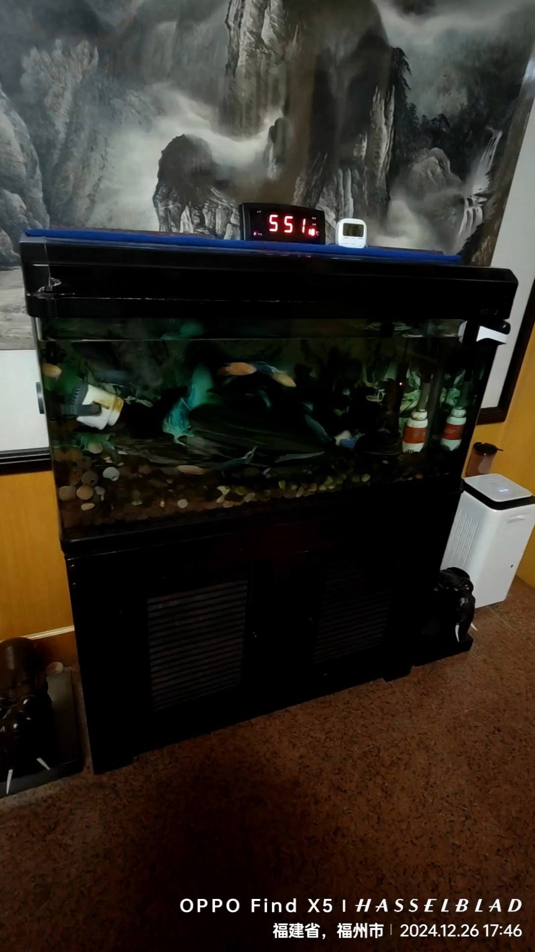 鱼缸养冷水观赏鱼的最佳温度是多少卧室没有空调,昼夜温差大和