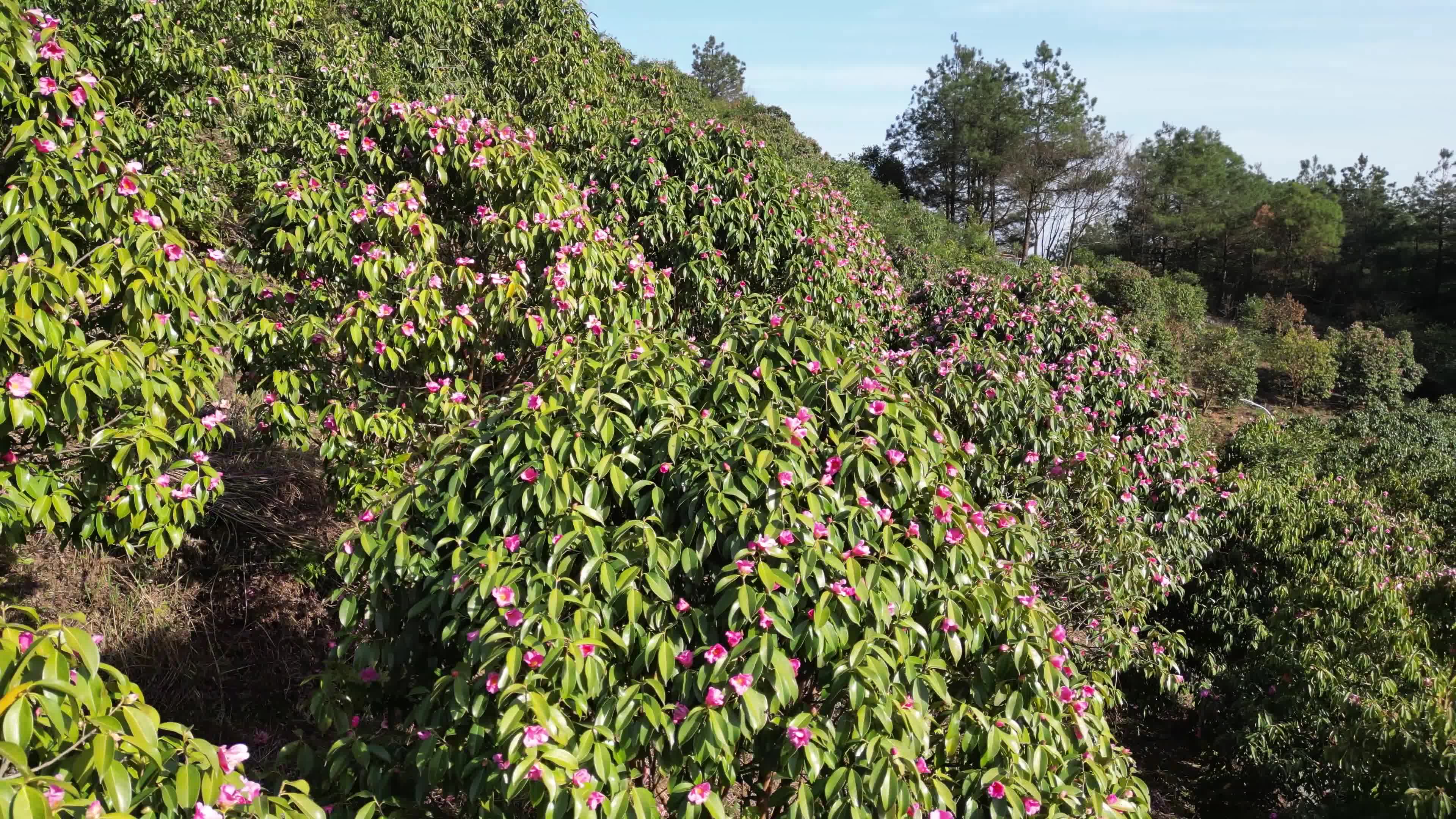 四川成都山茶花供应工程绿化苗茶花树景赐园林视频