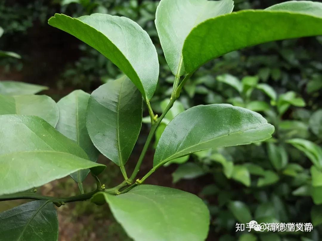 小儿中药贴敷绿色加盟,中药敷贴加盟,儿童中药贴敷加盟