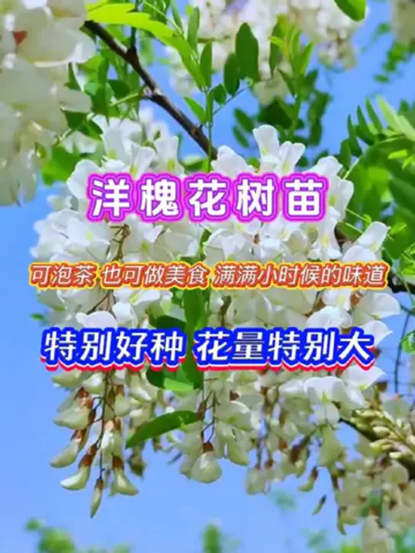 杨槐树生长习性有哪些,要怎么种植?