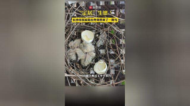 我想在阳台捕捉一只小鸟用什么方法最有效