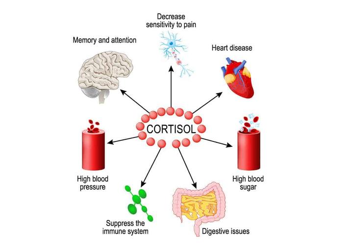皮质醇(Cortisol)测定试剂盒IVDD办理