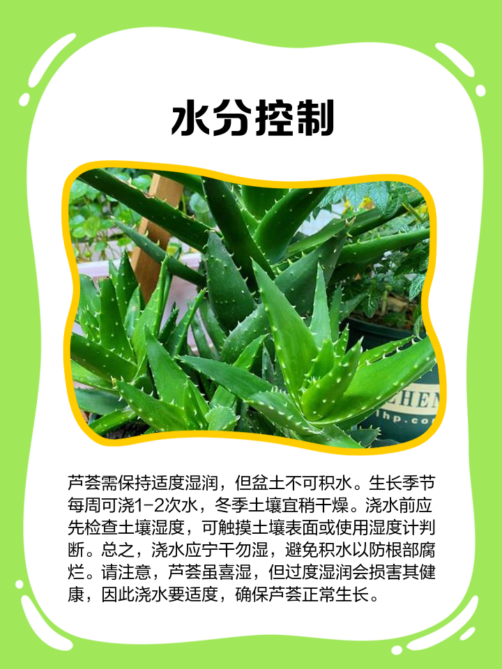 芦荟大黄素简介及用途芦荟大黄素出口美国注意事项