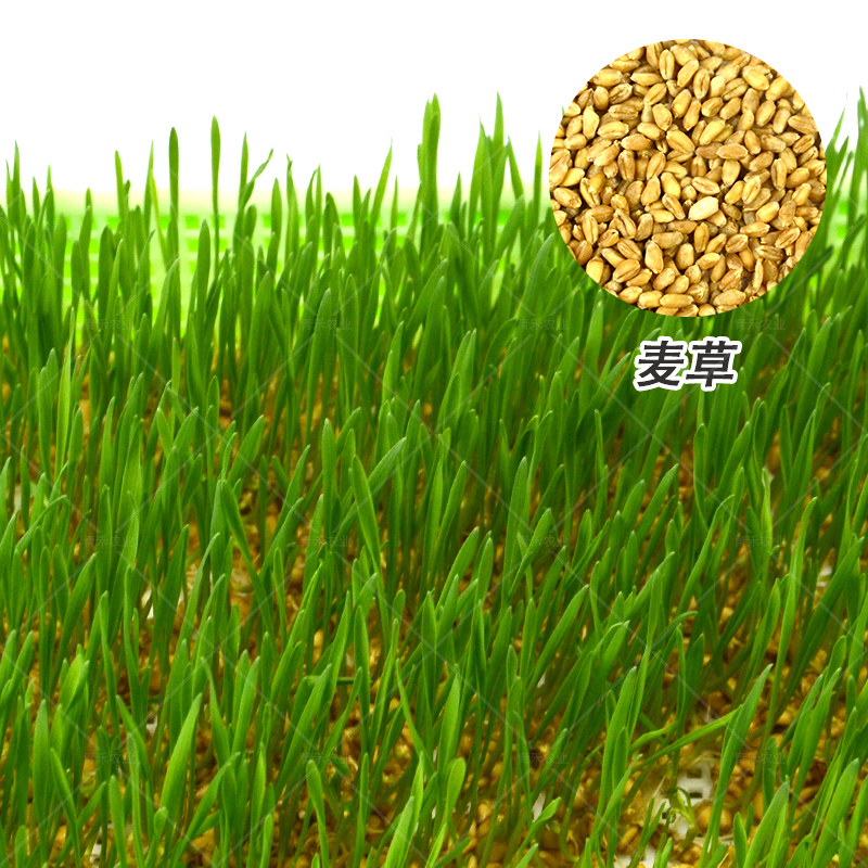 松柳种子/豆芽,芽苗/栽培/种植/蔬菜95(%)