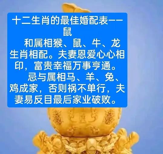 老鼠和羊可以结婚吗生肖属老鼠的和生肖属羊的婚配如何