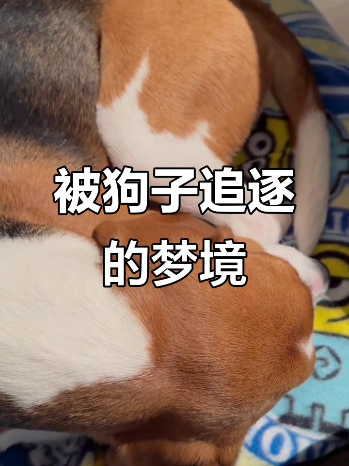 梦见狗被烧死了什么意思