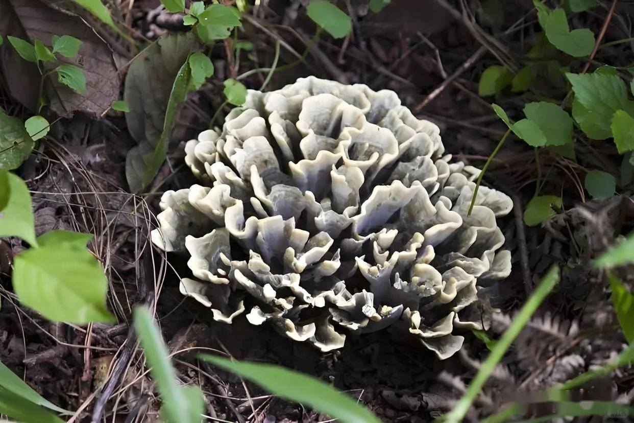 十大名贵菌类功效与作用