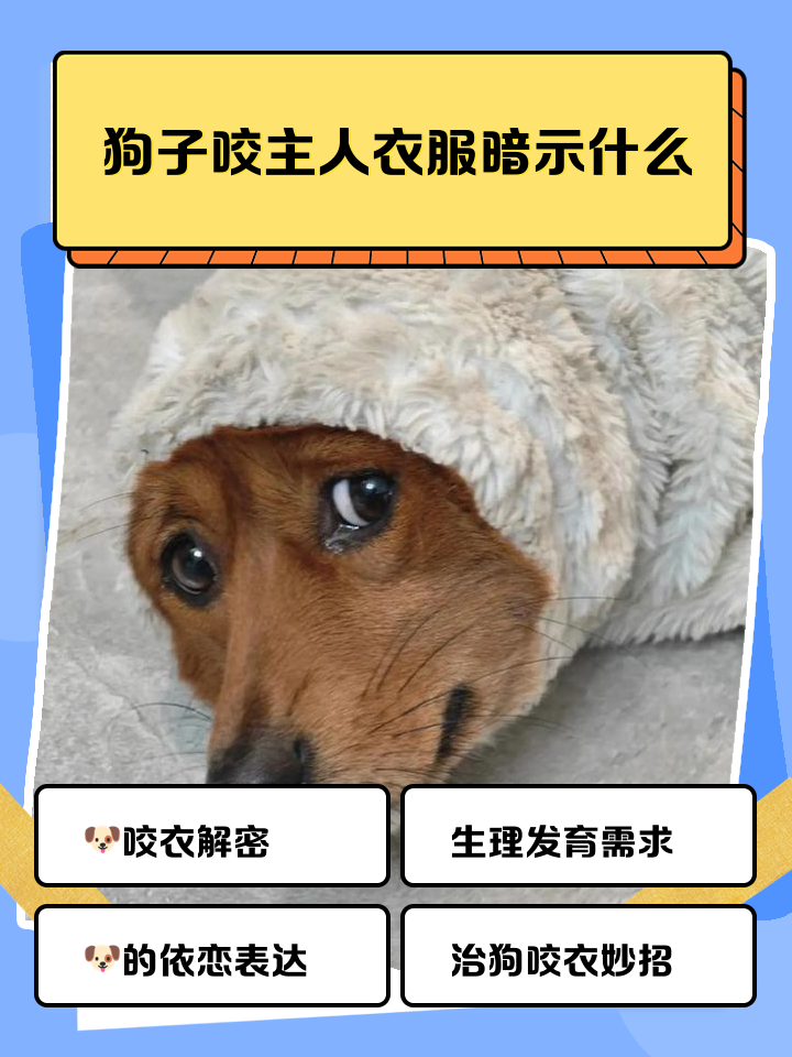 狗咬主人意味什么