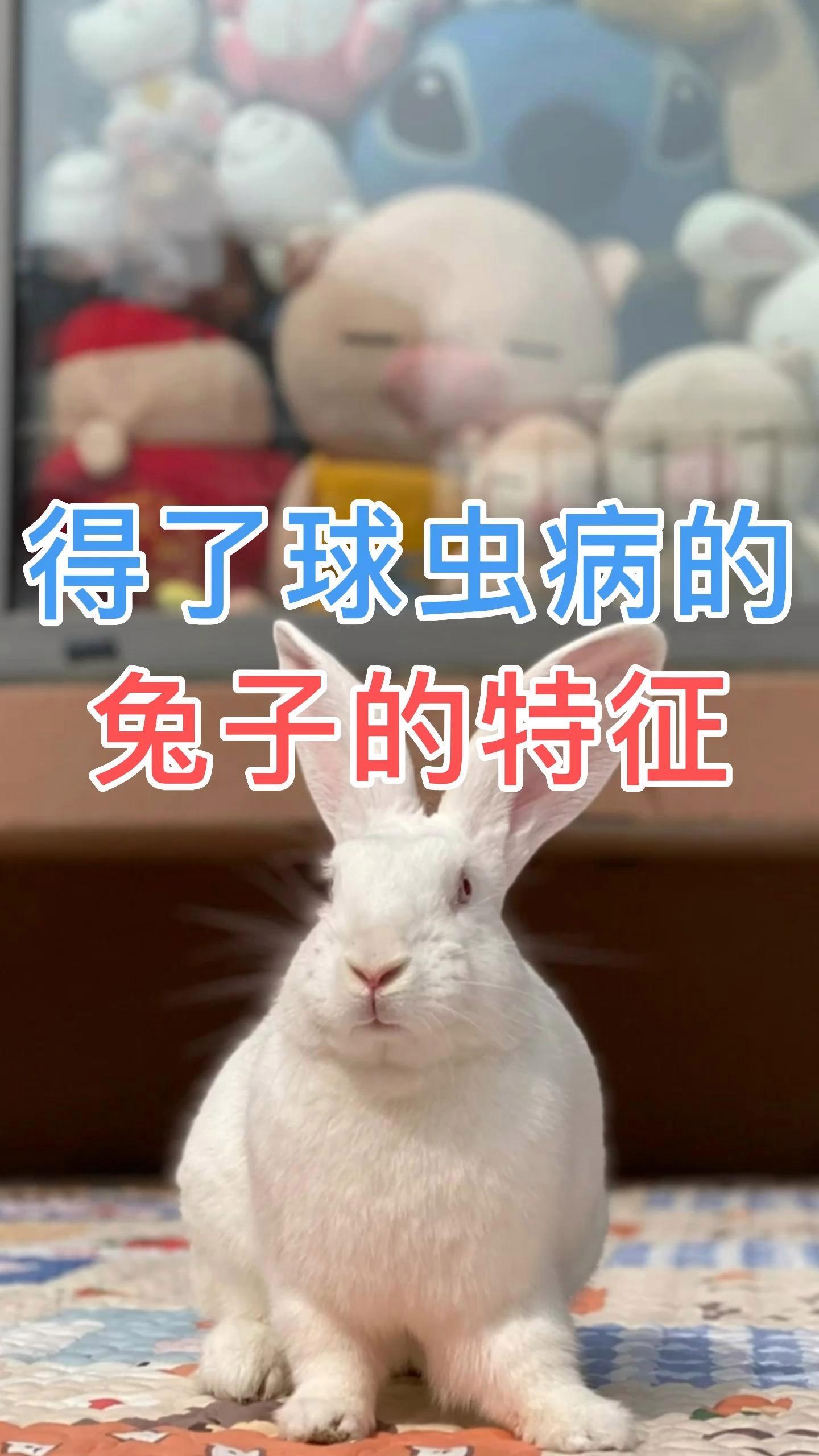 兔子得了球虫病的前兆图片