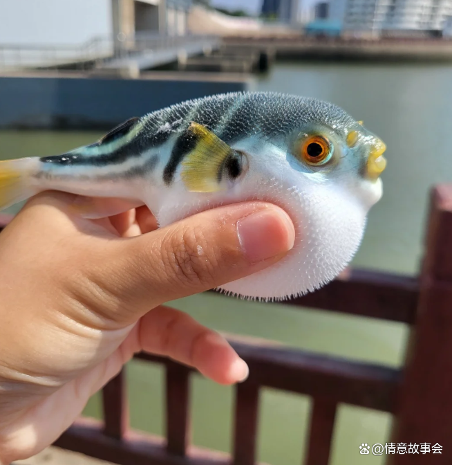 人工养殖的河豚有毒吗