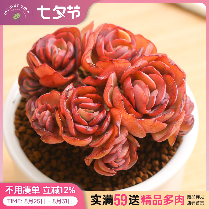 多肉秀妍有几个品种