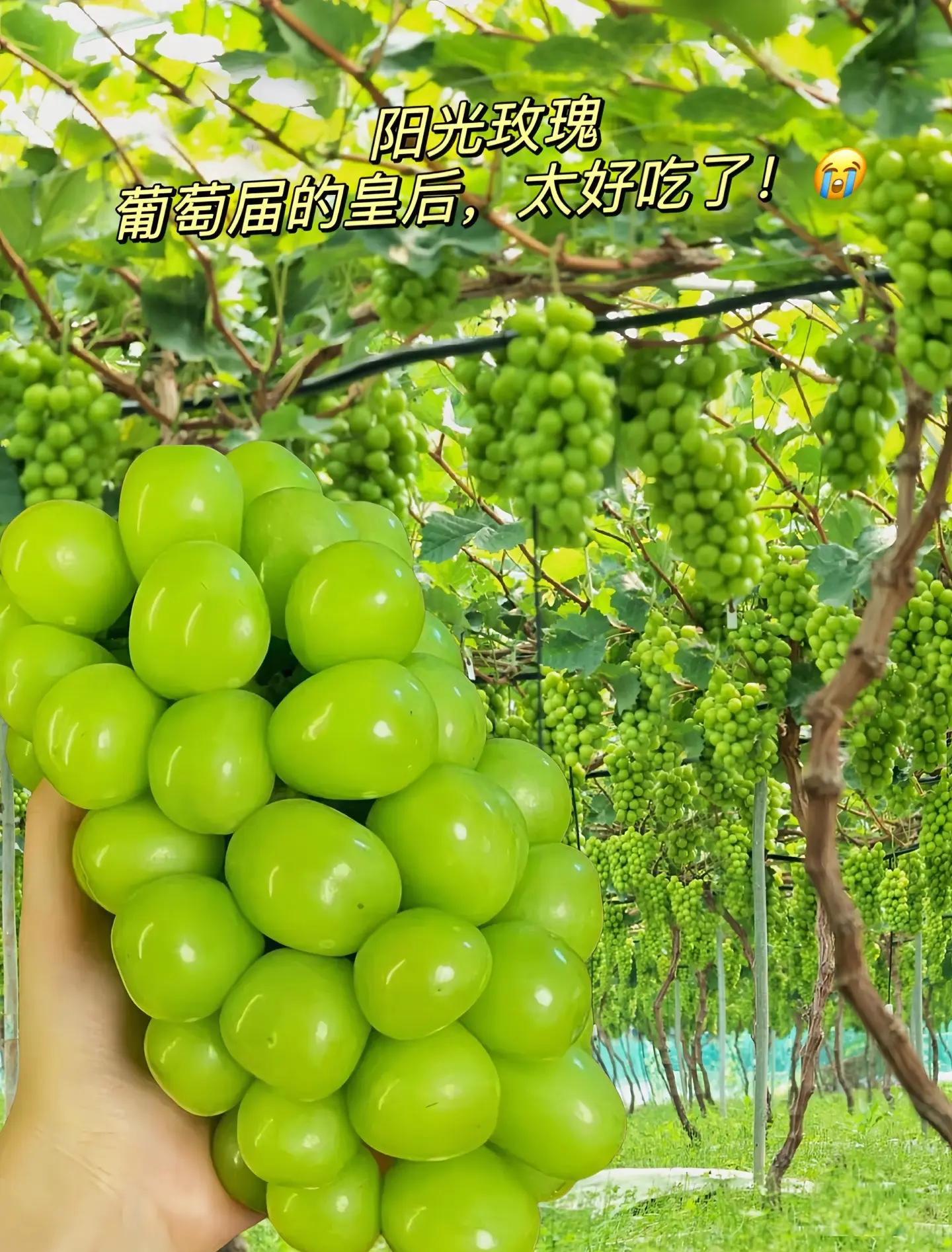 葡萄的热量是不是很高
