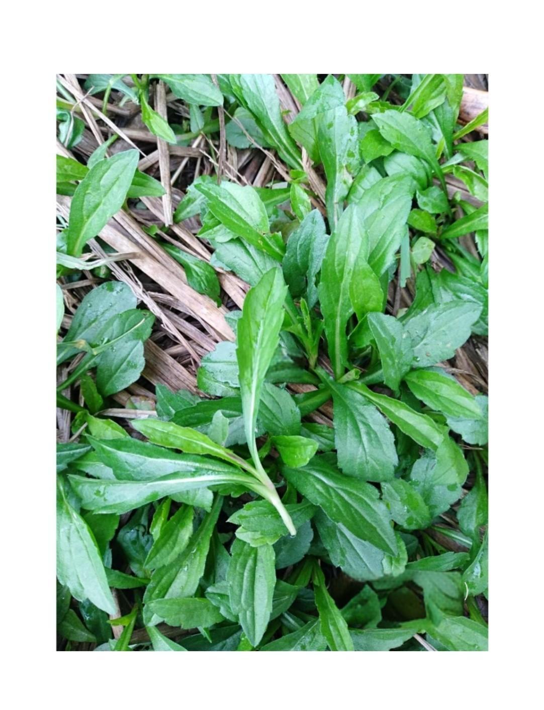五指山野菜怎么做好吃