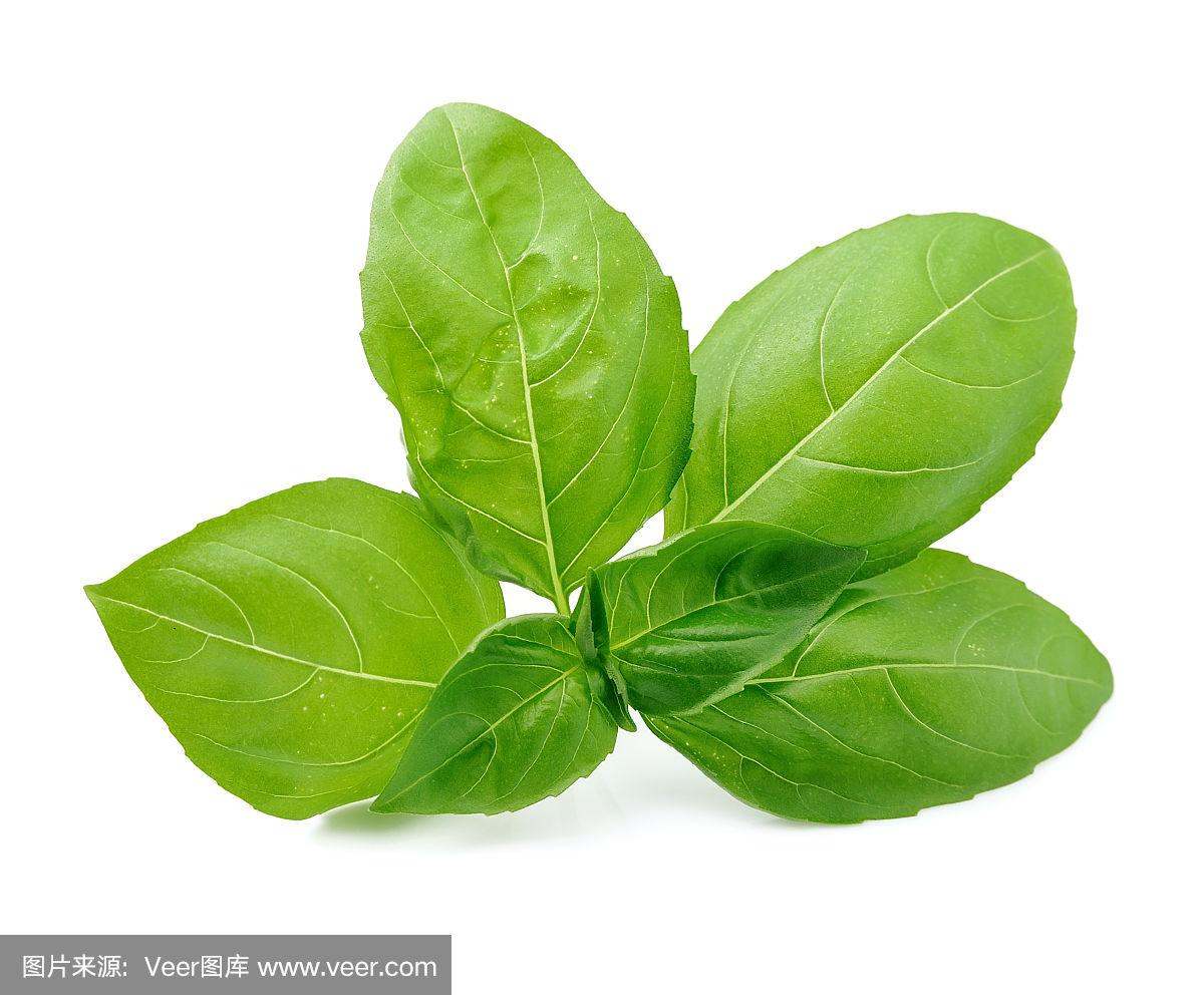 罗勒叶是什么植物