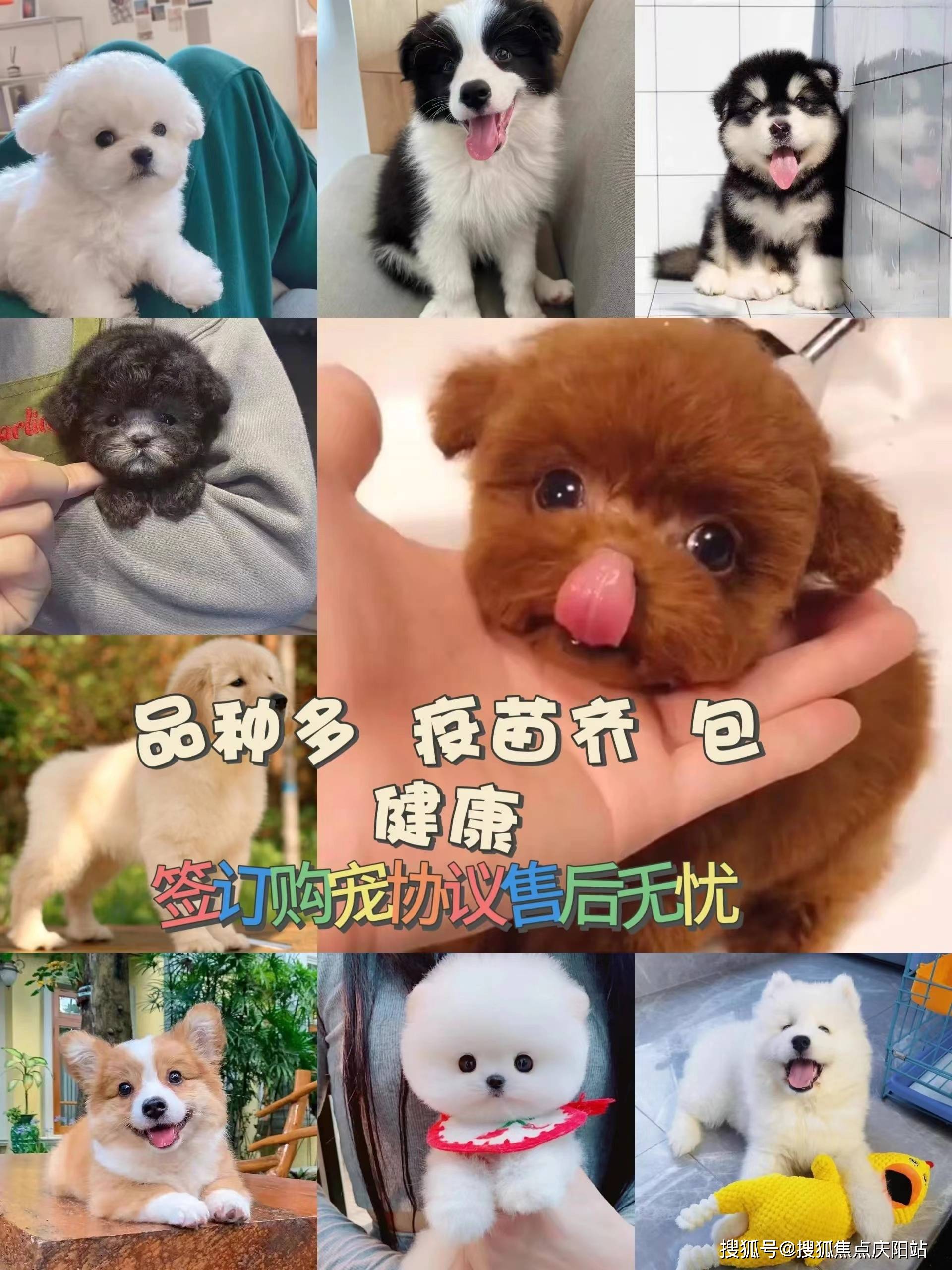 萨摩耶幼犬的价格