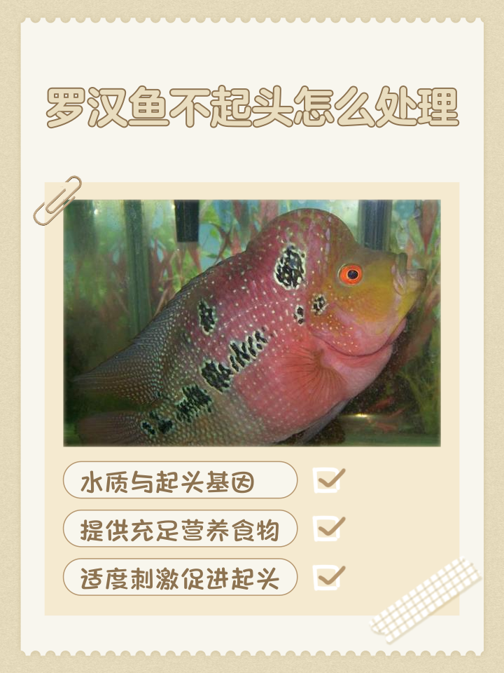 什么鱼不是发物还营养高