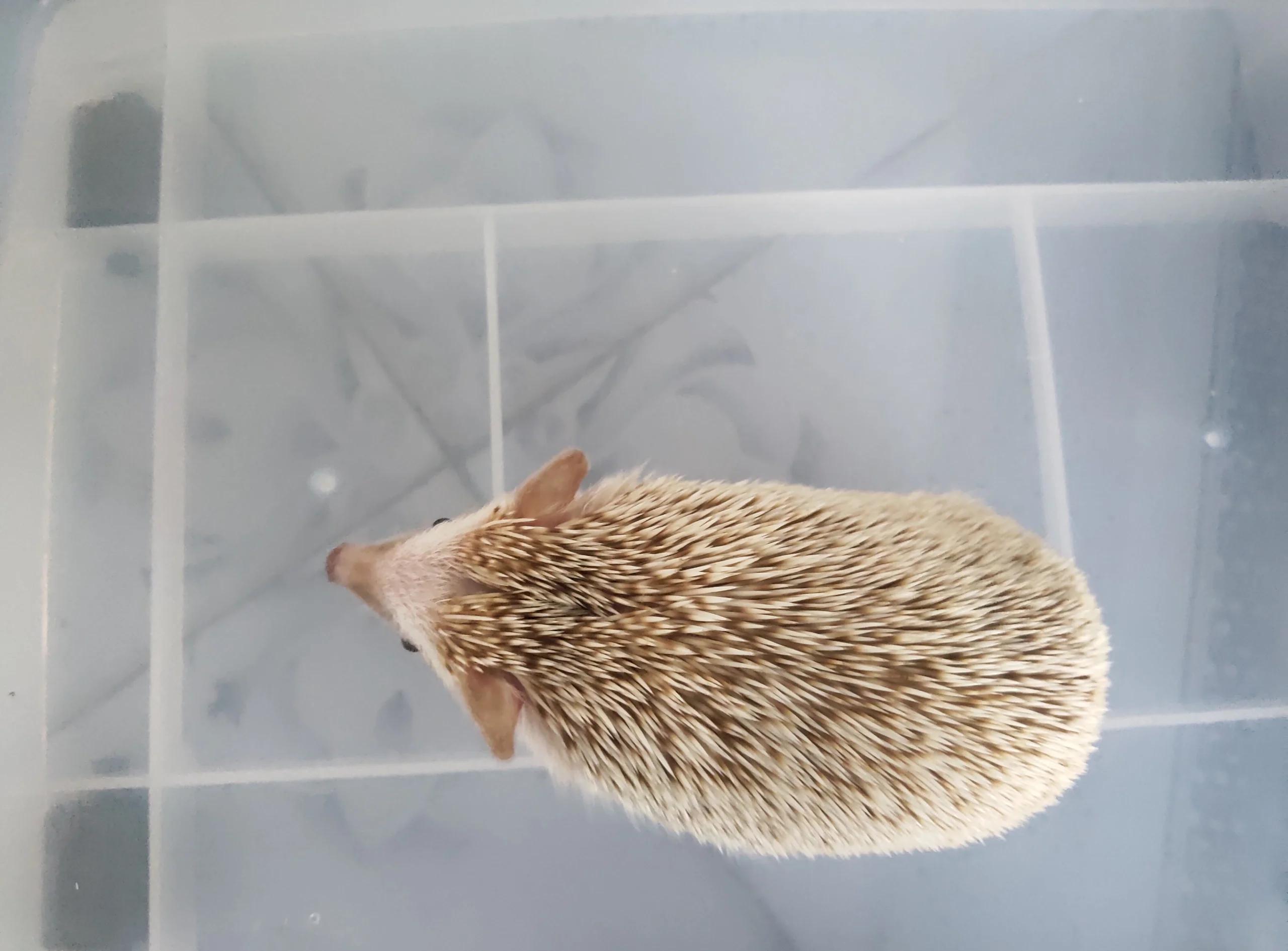 刺猬的寿命有多长