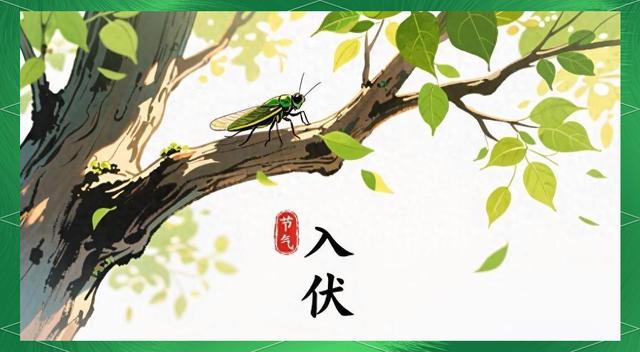 夏至那天就是入伏吗