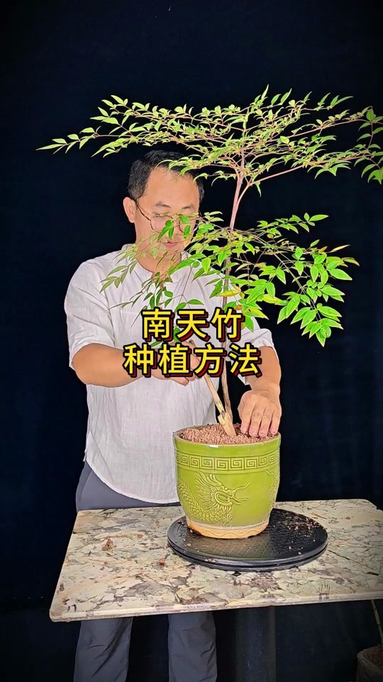 南天竹植物的功效与作用