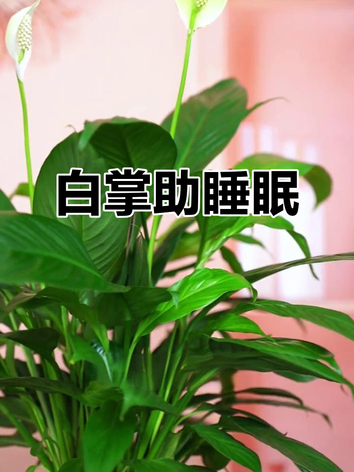 白掌可不可以放卧室吗?