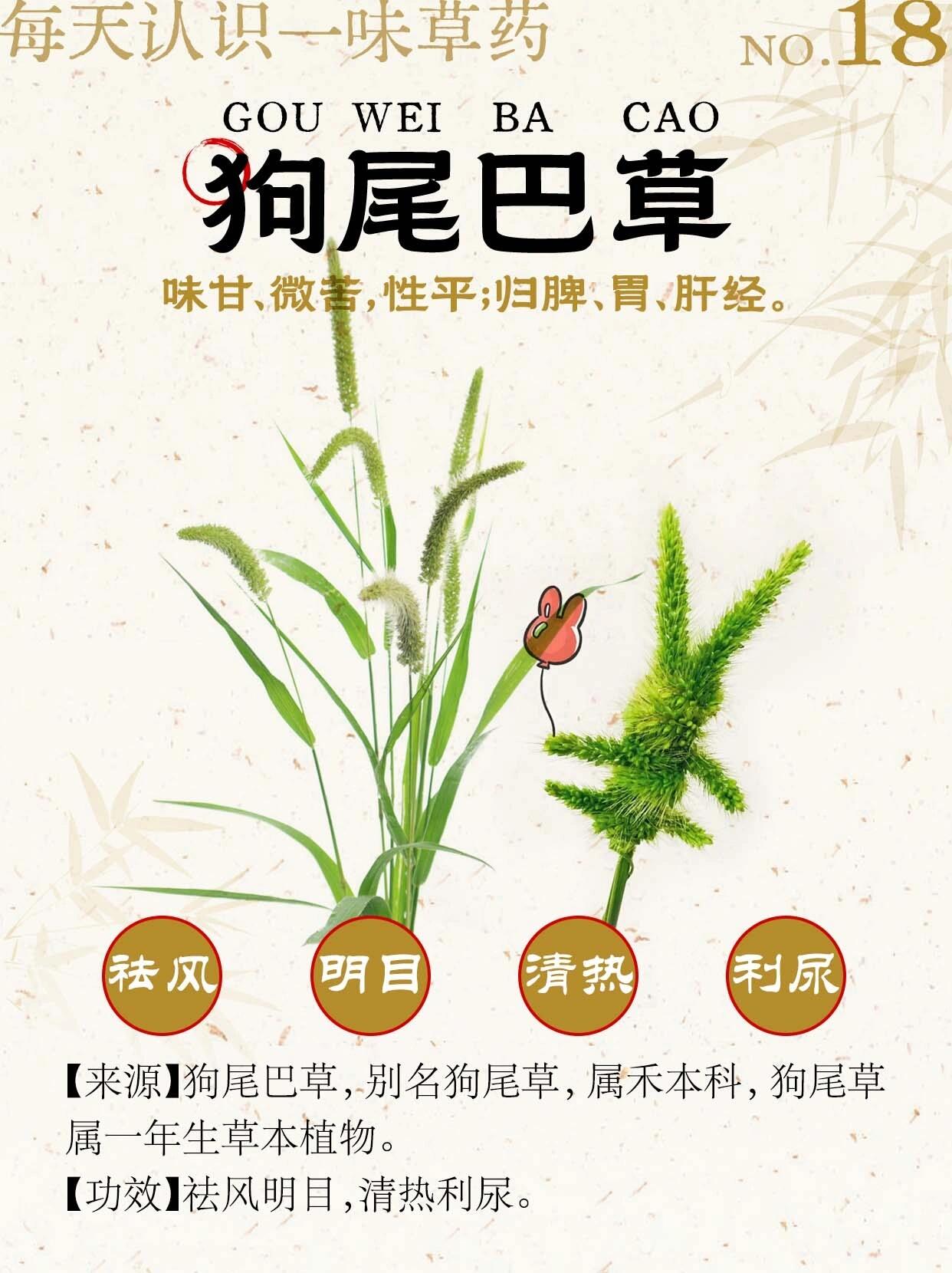 狗尾巴草的中药别名