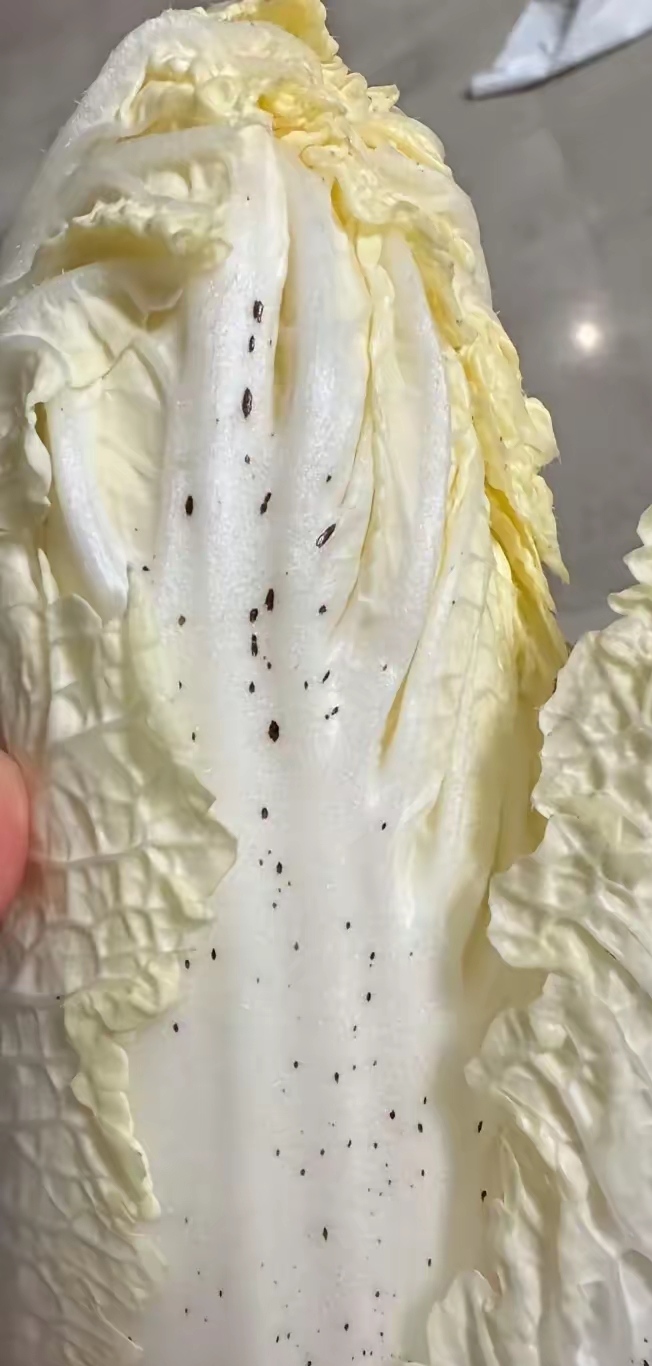 大白菜生吃会有什么样的效果