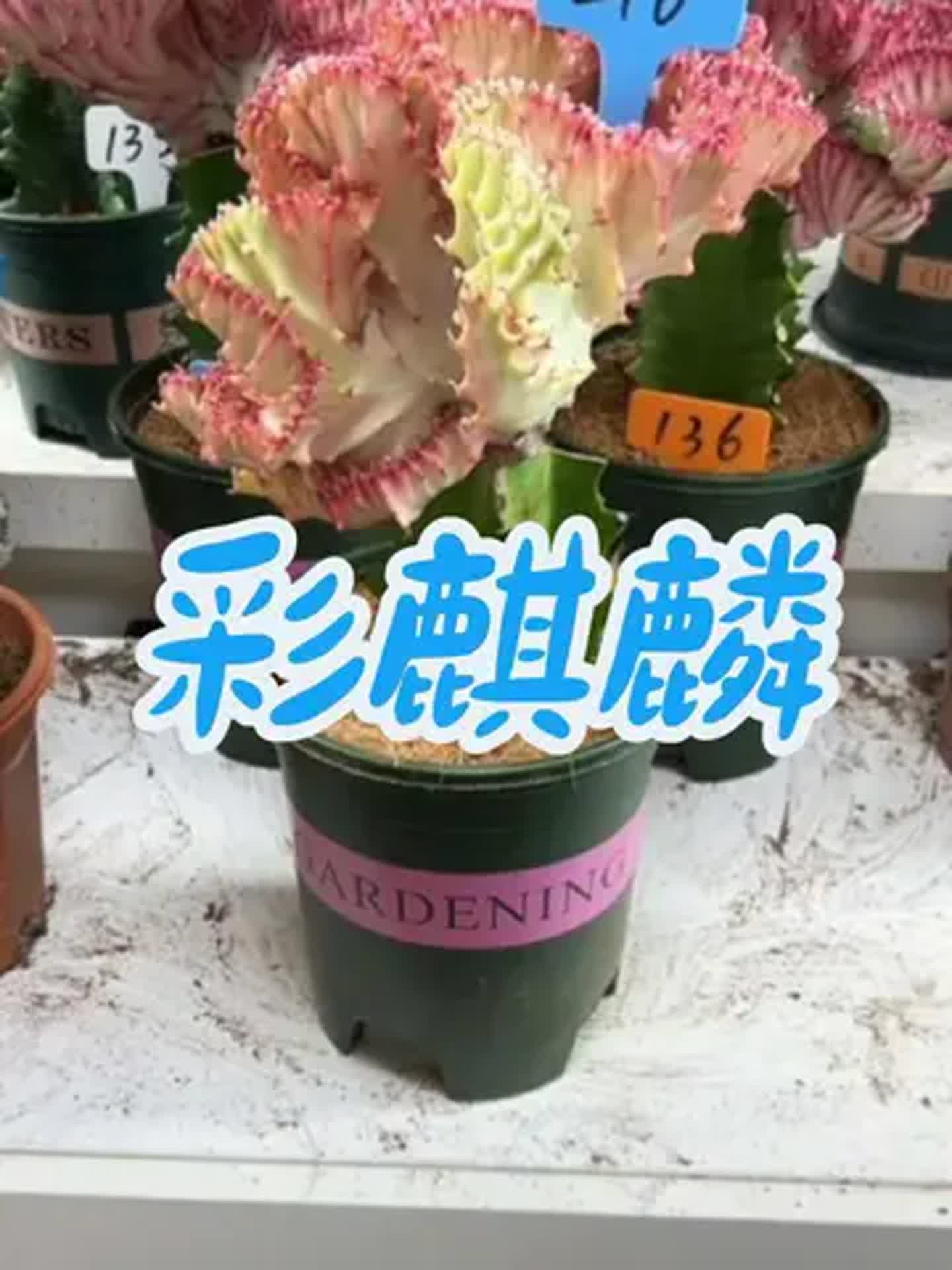 麒麟花怎么养才茂盛