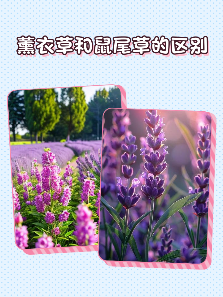 rapper法老为什么叫鼠尾草