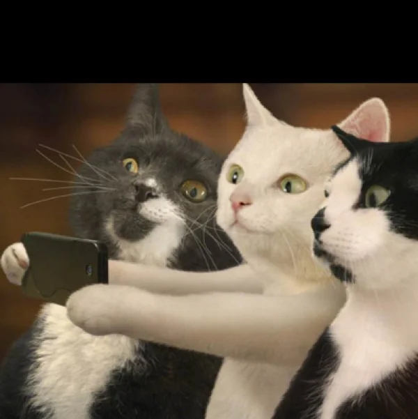 拉帮猫掉毛吗