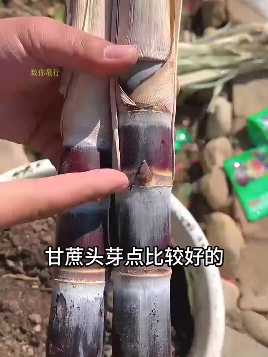 甘蔗怎么读音读出来