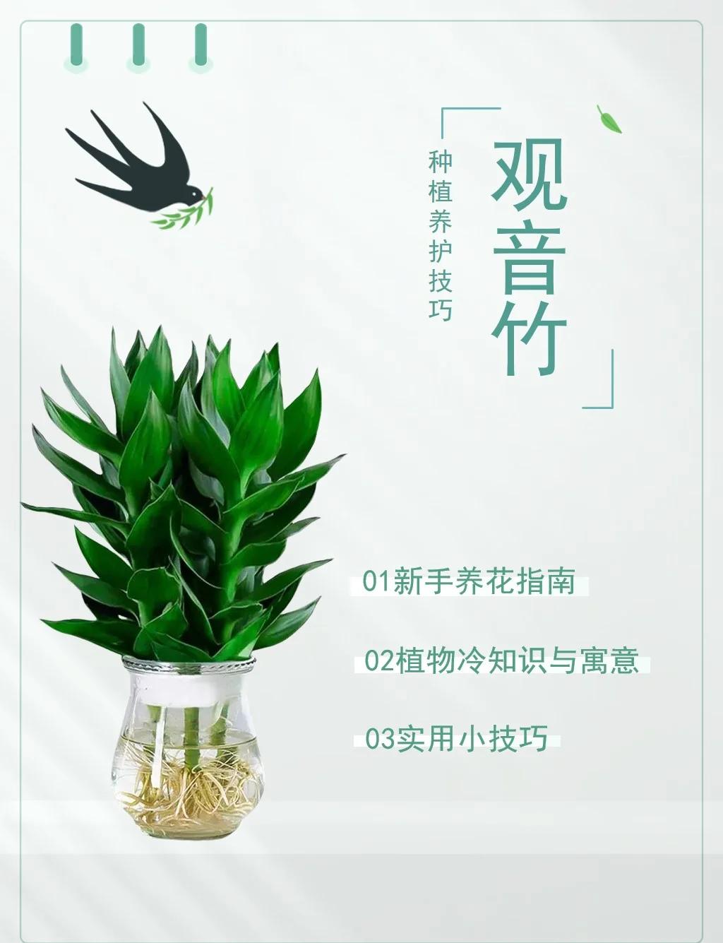 观音竹过冬注意事项