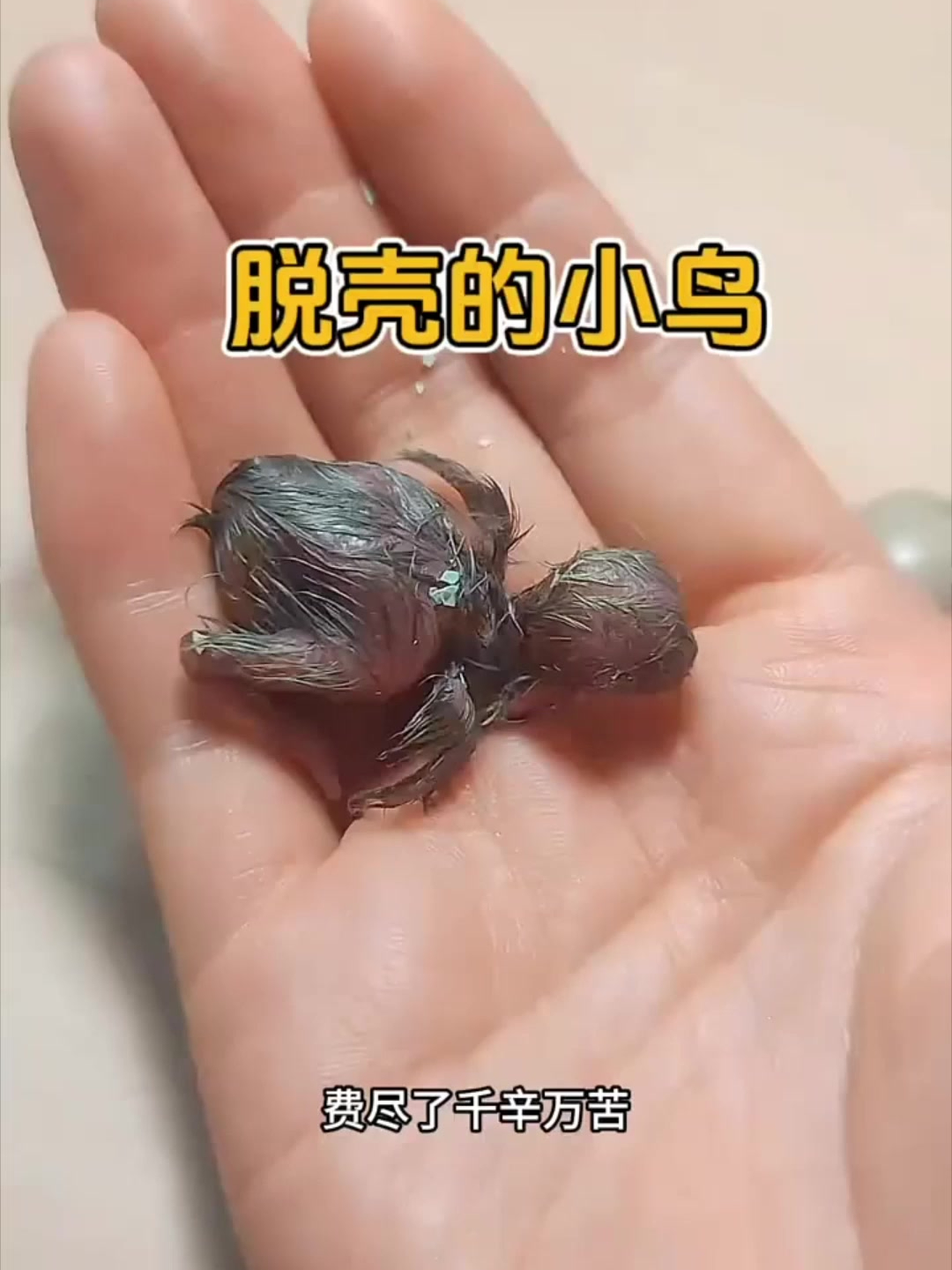 鸟为什么会孵蛋的原因