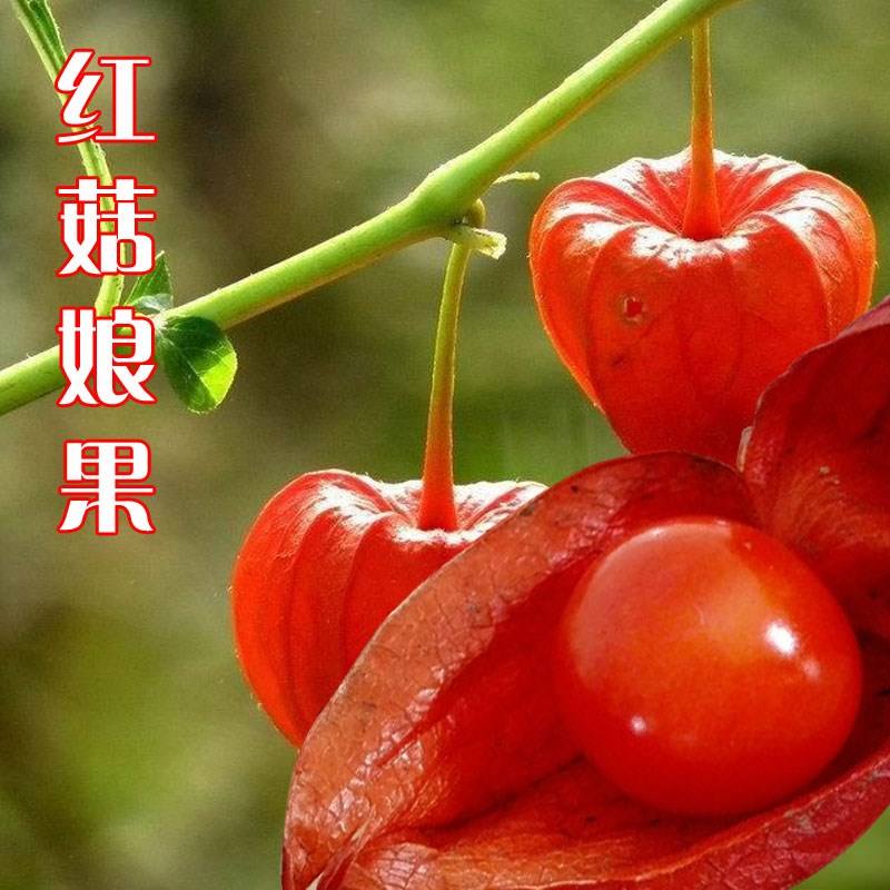 洋姑娘对身体有什么好处