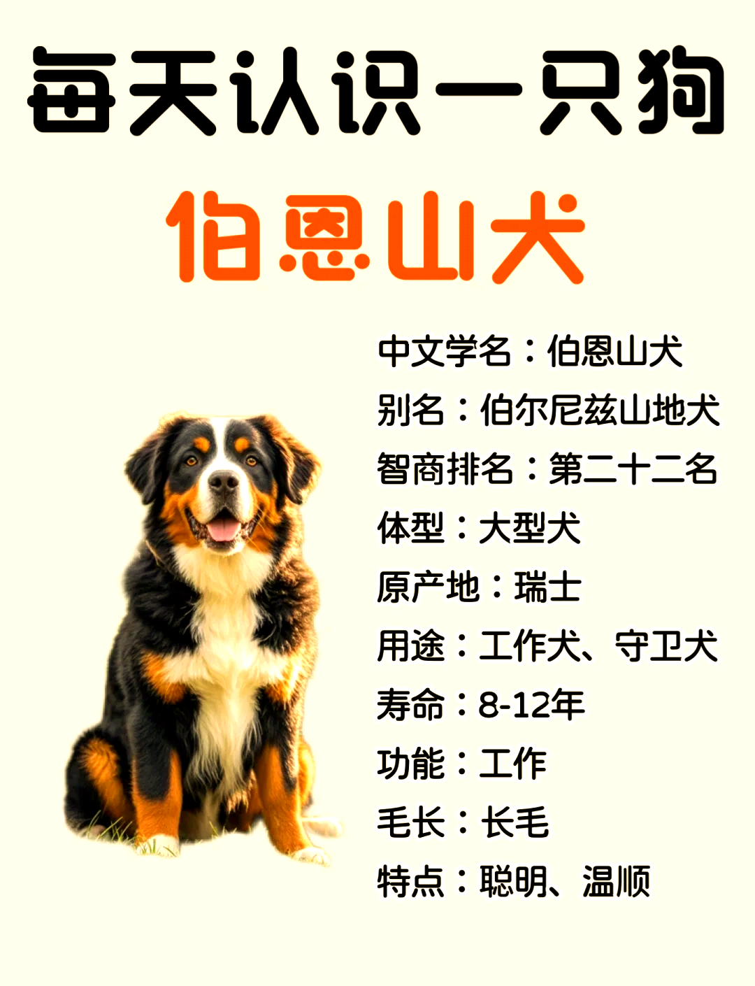 伯恩山犬是大型犬吗