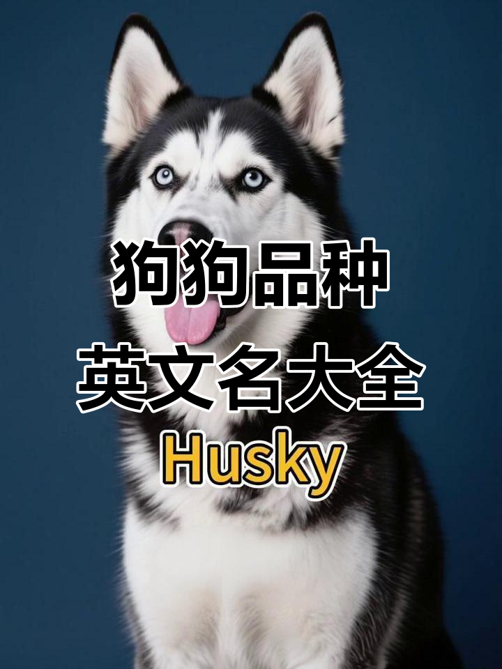 狗狗名字寓意能给主人带来好运的名字