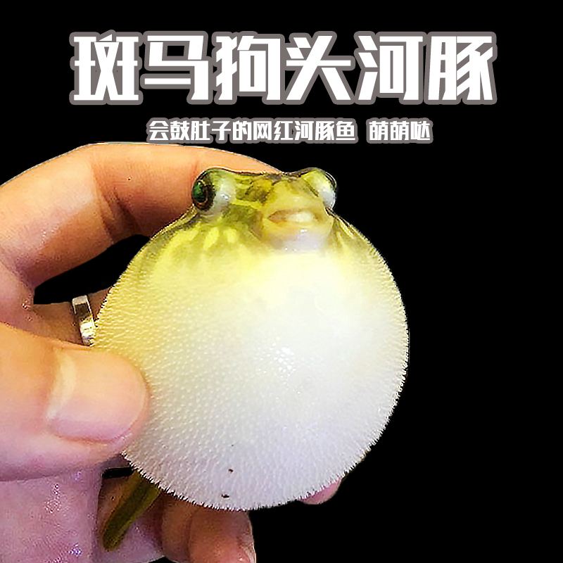 斑马狗头鱼怎么养出状态