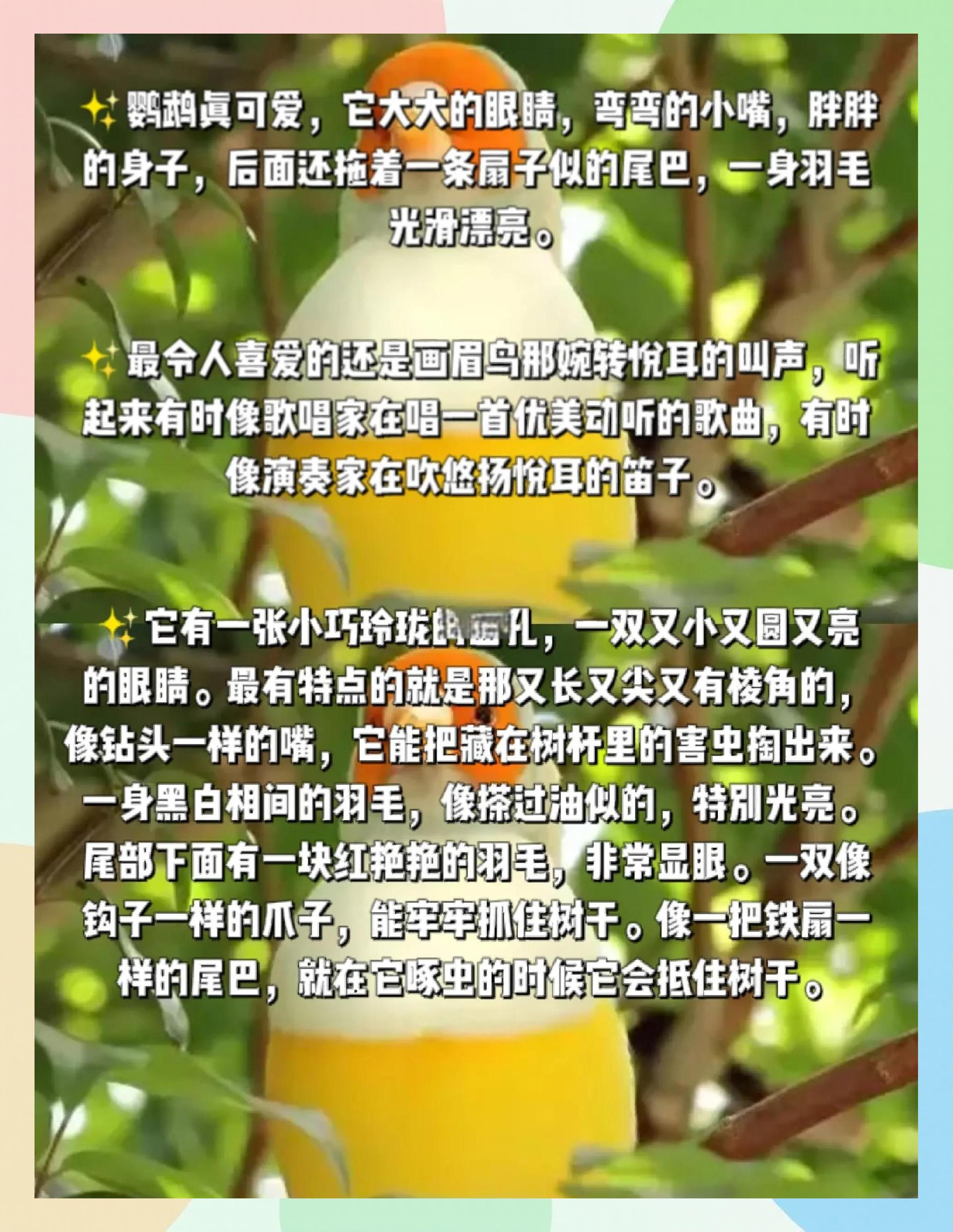 什么叫留鸟