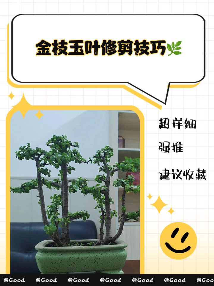 请问能把修剪金枝玉叶的过程给我发过来